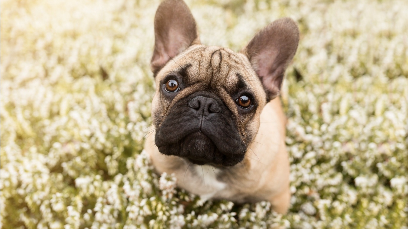 french_bulldog-1366x768